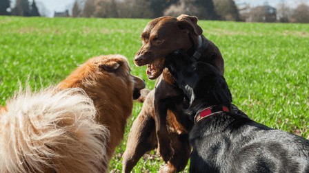 How To Keep My Dogs From Fighting - Tips Dog Parents Should Know!