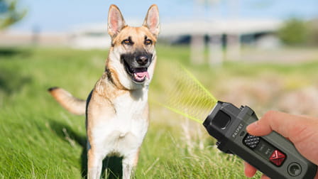 Do Bark Control Devices Hurt Dogs