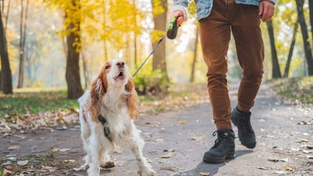 Is There A Device To Stop Dogs Barking Is There A Device To Stop Dogs Barking