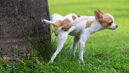 How To Prevent Your Dog From Peeing On The Lawn