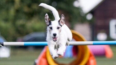 Benefits of Agility for Dogs