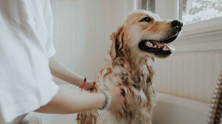 6 Best Shampoo For Dog Hair Loss of 2026