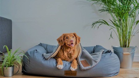 How To Choose A Dog Bed
