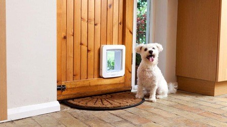 6 Best Electric Pet Door for Large Dogs of 2025