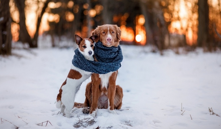 How to Keep Small Dogs Warm in winter