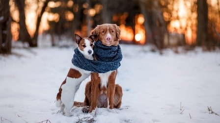 How to Keep Small Dogs Warm in winter