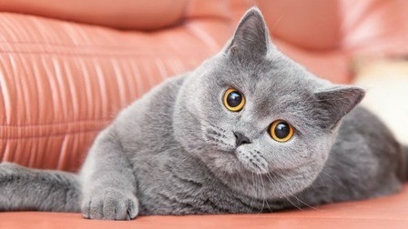 How To Keep Your British Shorthair Healthy