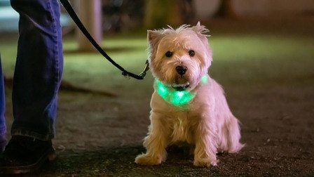 6 Best LED Dog Collars of 2025