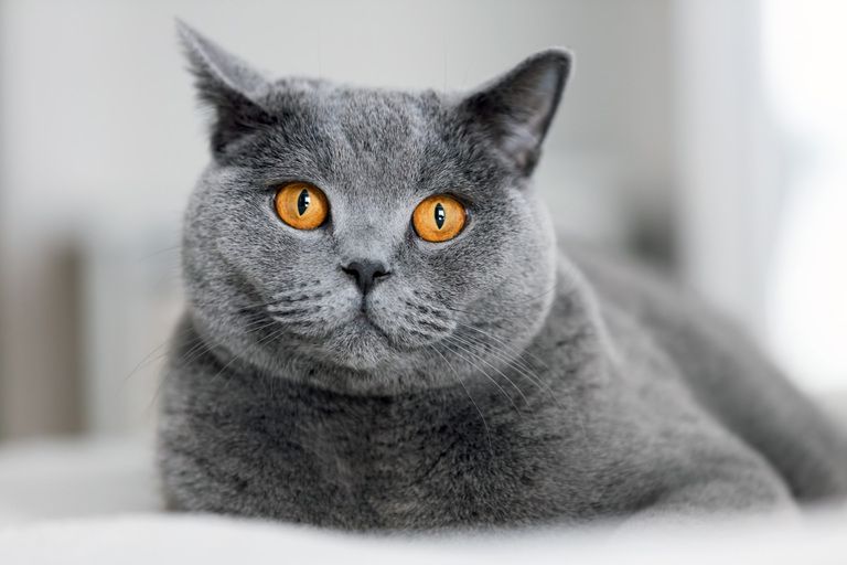 British Shorthair's Health Problems - The General Information About T