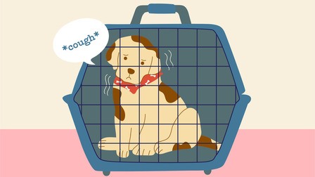 Different Types Of Dog Coughs