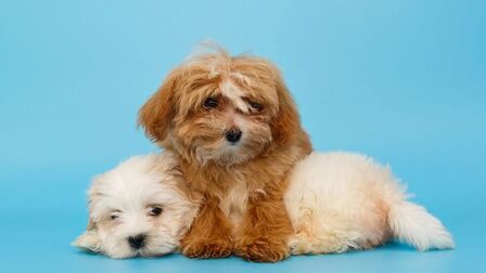 Different Types Of Dog Coats