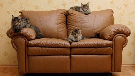 How To Prevent Your Cats From Scratching Leather Furniture