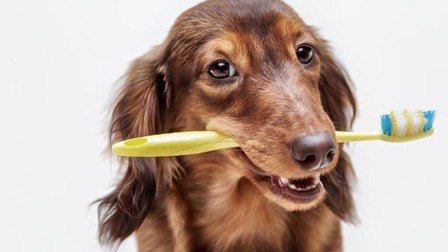 6 Best Dog Toothpaste For Tartar Removal of 2025