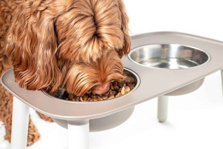 Benefits Of Elevated Dog Bowls benefits-of-elevated-dog-bowls