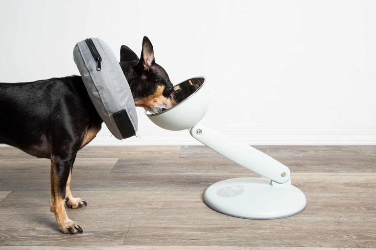 Benefits of Elevated Dog Bowls