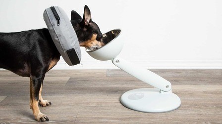 Benefits of Elevated Dog Bowls