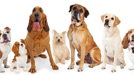 Different Types Of Big Dogs