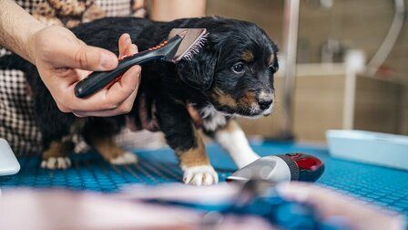 6 Best Dog Mat Remover of 2025