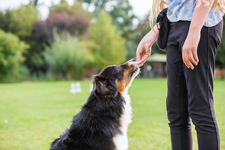 different-types-of-dog-training