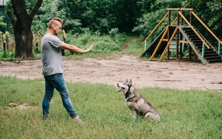 Different Types Of Dog Training