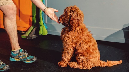 Different Types Of Dog Training