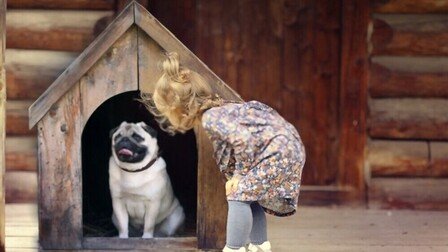 Benefits of Houses for Dogs