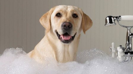 How To Choose Dog Shampoo
