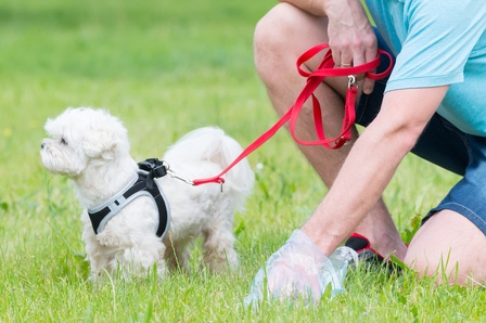 6 Best Dog Poop Bags Biodegradable of 2025