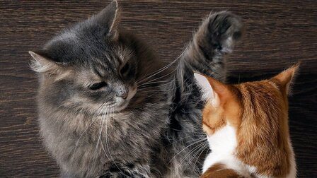 How To Prevent Cats From Fighting