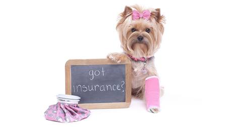 Benefits of Pet Insurance