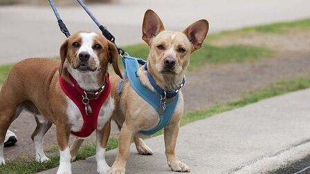 Benefits of Harness for Dogs