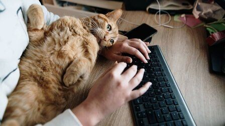 Best Cats For Beginners
