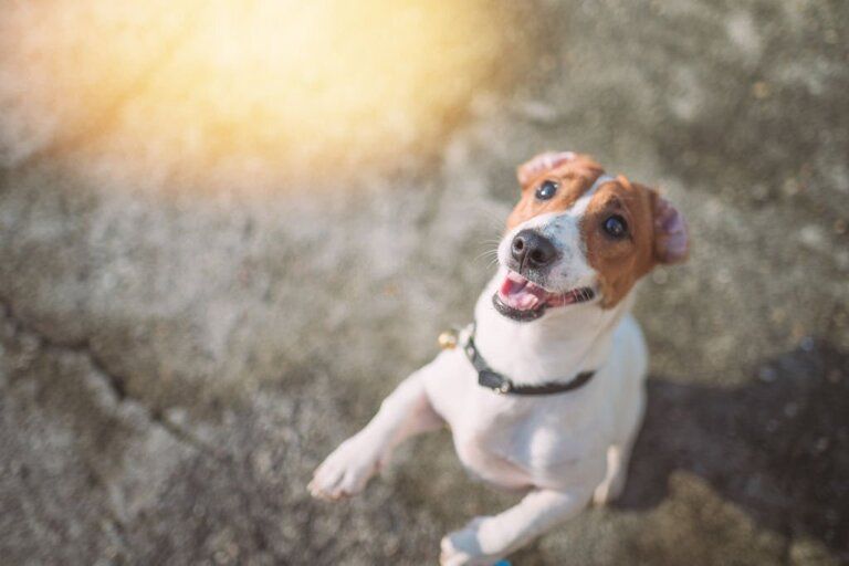 Different Types Of Dog Barks