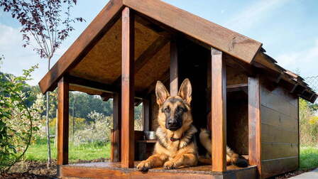 6 Best Dog House For Outside Dogs of 2025