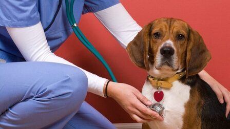 How To Choose Dog Insurance