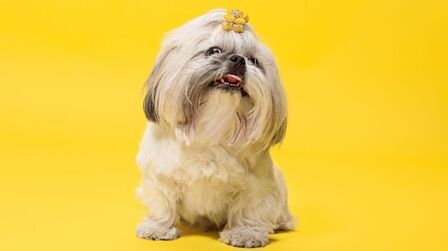 How To Choose Dog Name