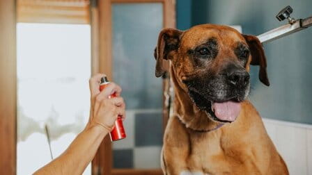 6 Best Deterrent Spray For Dogs of 2025