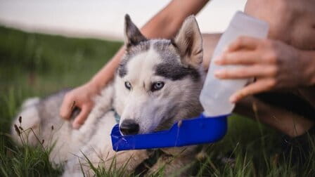 How To Use Dog Water Bottle