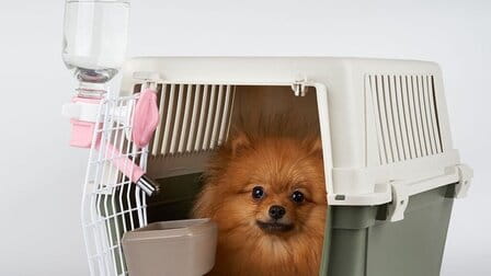 How To Train Dog To Use Water Bottle In Crate