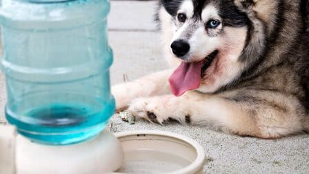 How To Teach Dog To Drink From Water Dispenser
