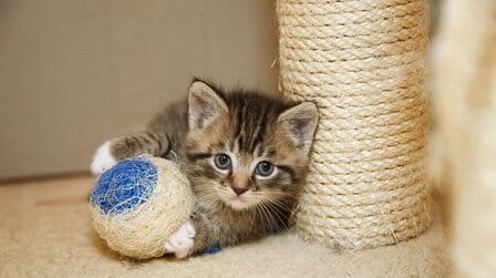 6 Best Scratching Post For Kittens of 2025 6 Best Scratching Post For Kittens of 2025