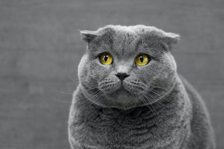 Different Types Of Cats And Their Personalities Different Types Of Cats And Their Personalities