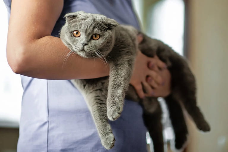 Different Types Of Cats And Their Personalities Different Types Of Cats And Their Personalities