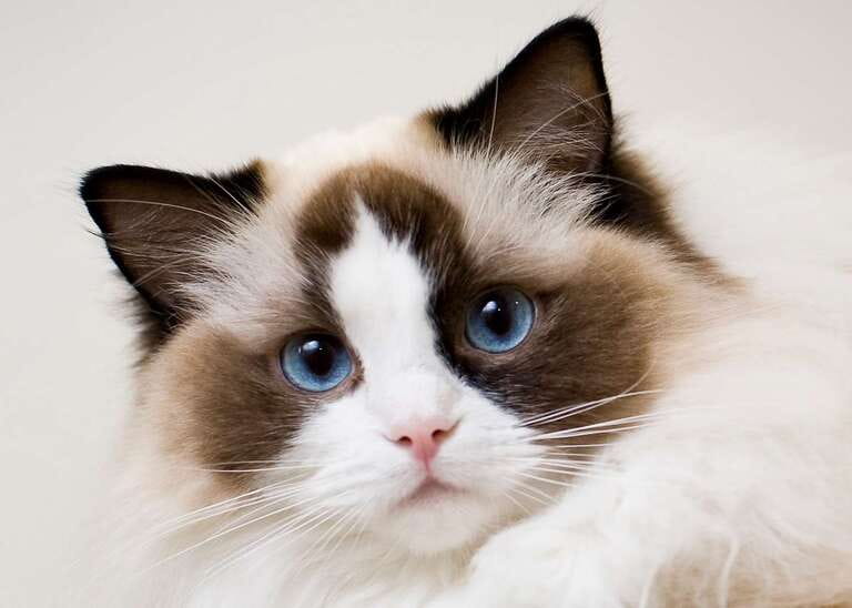 Different Types Of Cats And Their Personalities Different Types Of Cats And Their Personalities