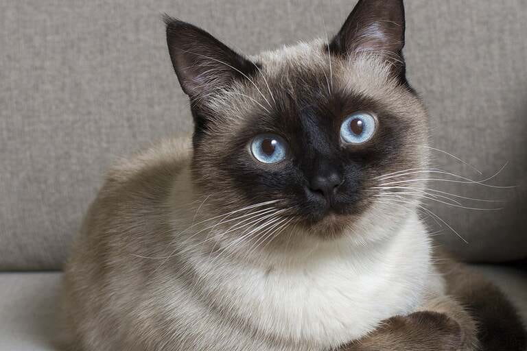 Different Types Of Cats And Their Personalities Different Types Of Cats And Their Personalities