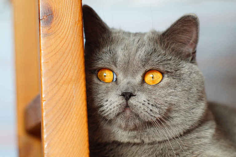 Different Types Of Cats And Their Personalities Different Types Of Cats And Their Personalities
