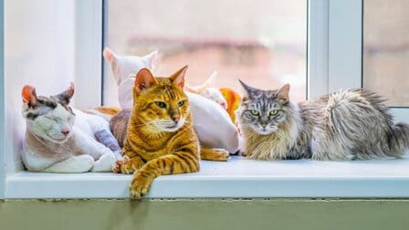 Different Types Of Cats And Their Personalities Different Types Of Cats And Their Personalities