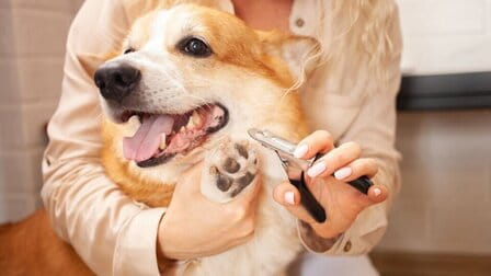 How To Trim Dog Paws With Clippers