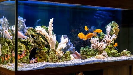 How To Setup A Freshwater Aquarium How To Setup A Freshwater Aquarium