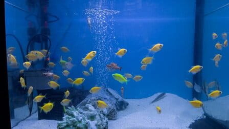 Different Types Of Aquarium Filters